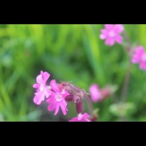 Meet your Posher, Dana